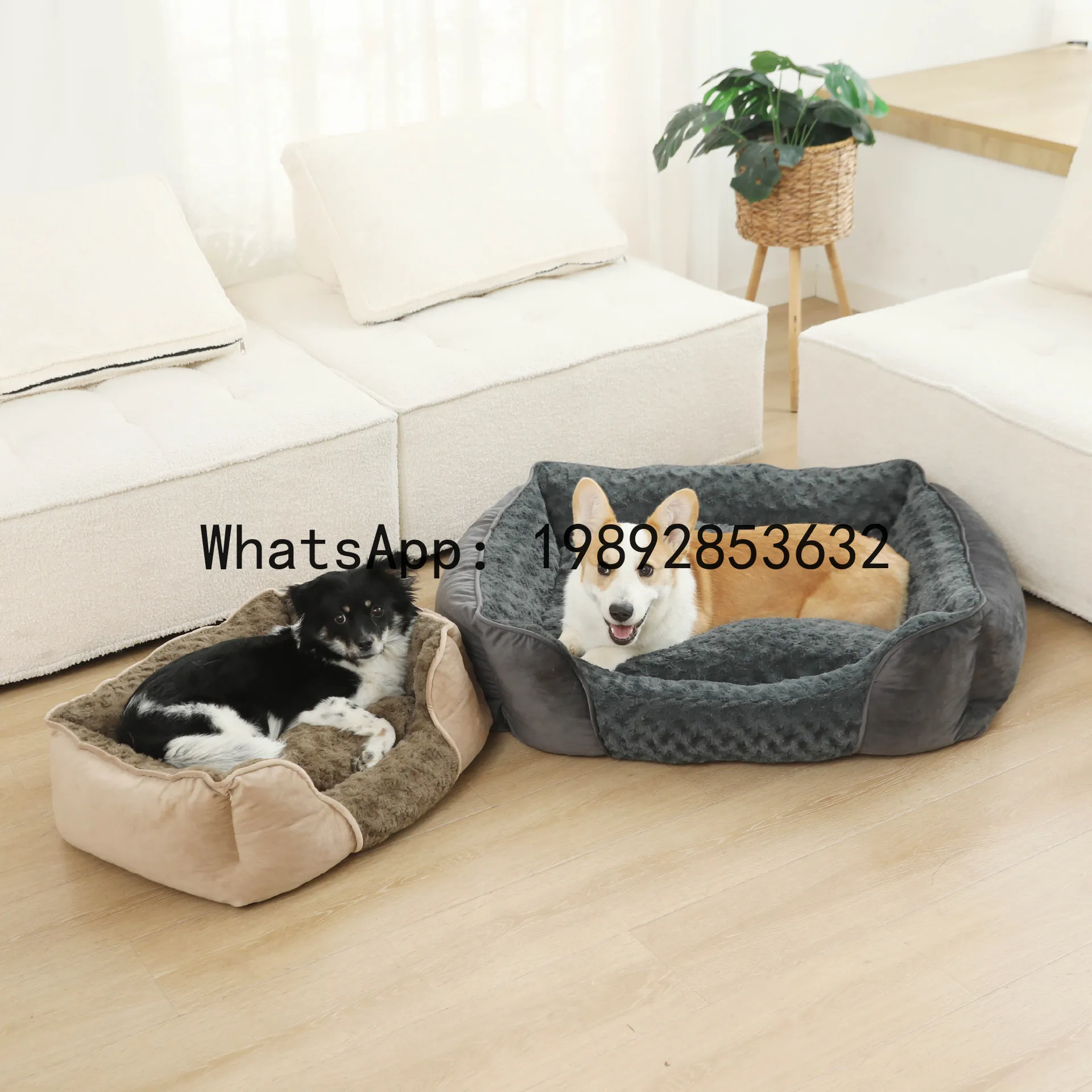 Pet X Supplies & Tack Howell Photos - X niche pour chat, chenil semi-fermé