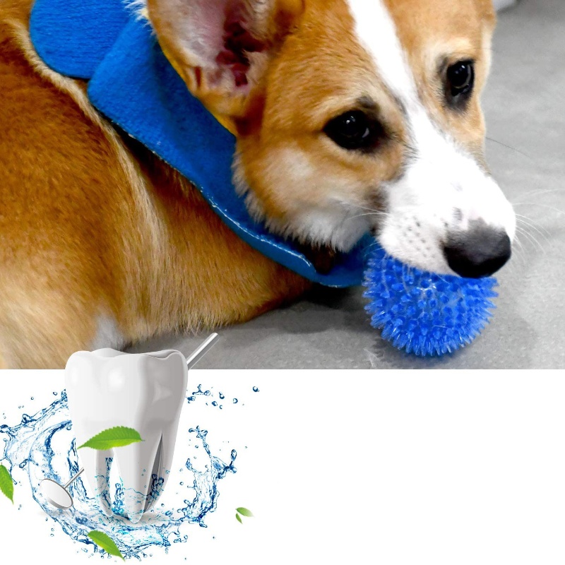 Balle de jouet pour animaux de - Pet Dental Chew Toy avis et prix