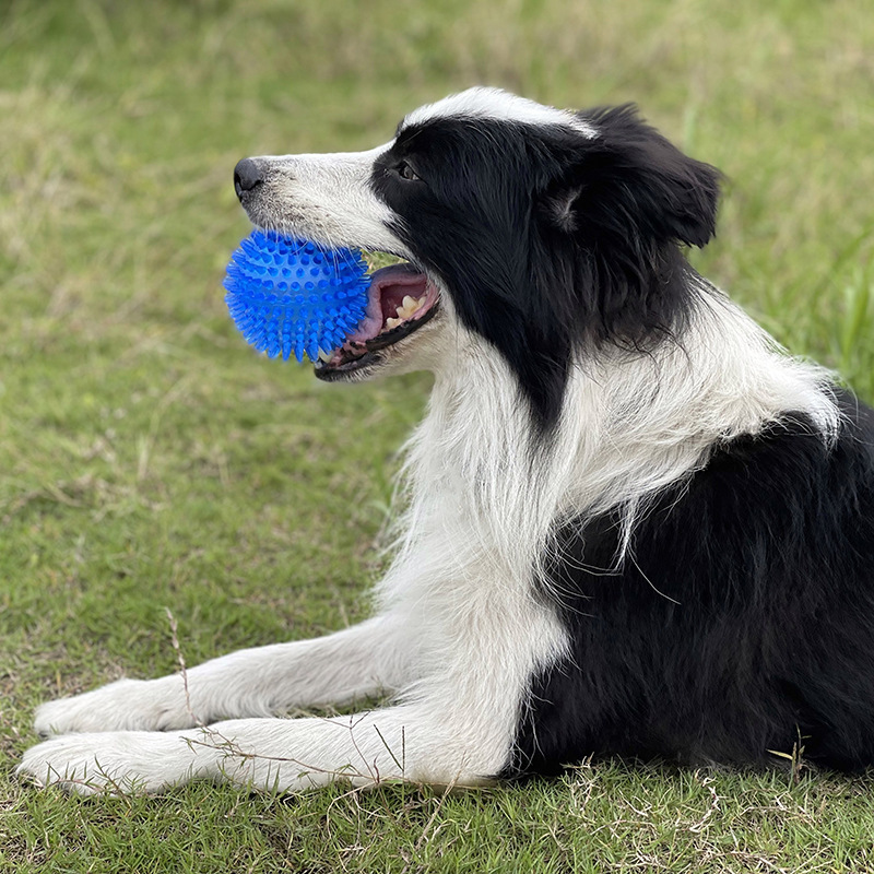 Jouet à mâcher en TPR pour ani - Pet Dental Chew Toy avis et prix