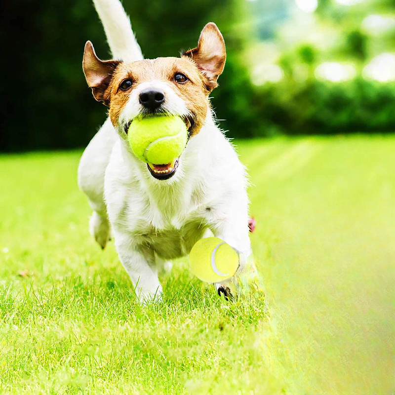 Jouet à mâcher pour chien en c - Pet Dental Chew Toy avis et prix